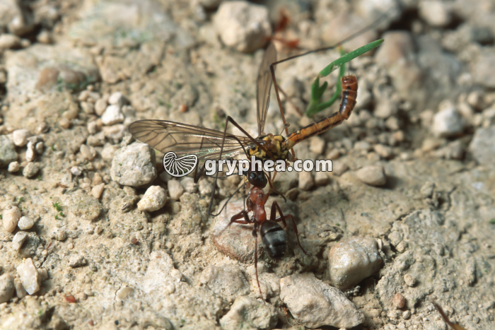 Fourmi rousse transportant une proie (Tipule) - gryphea.com